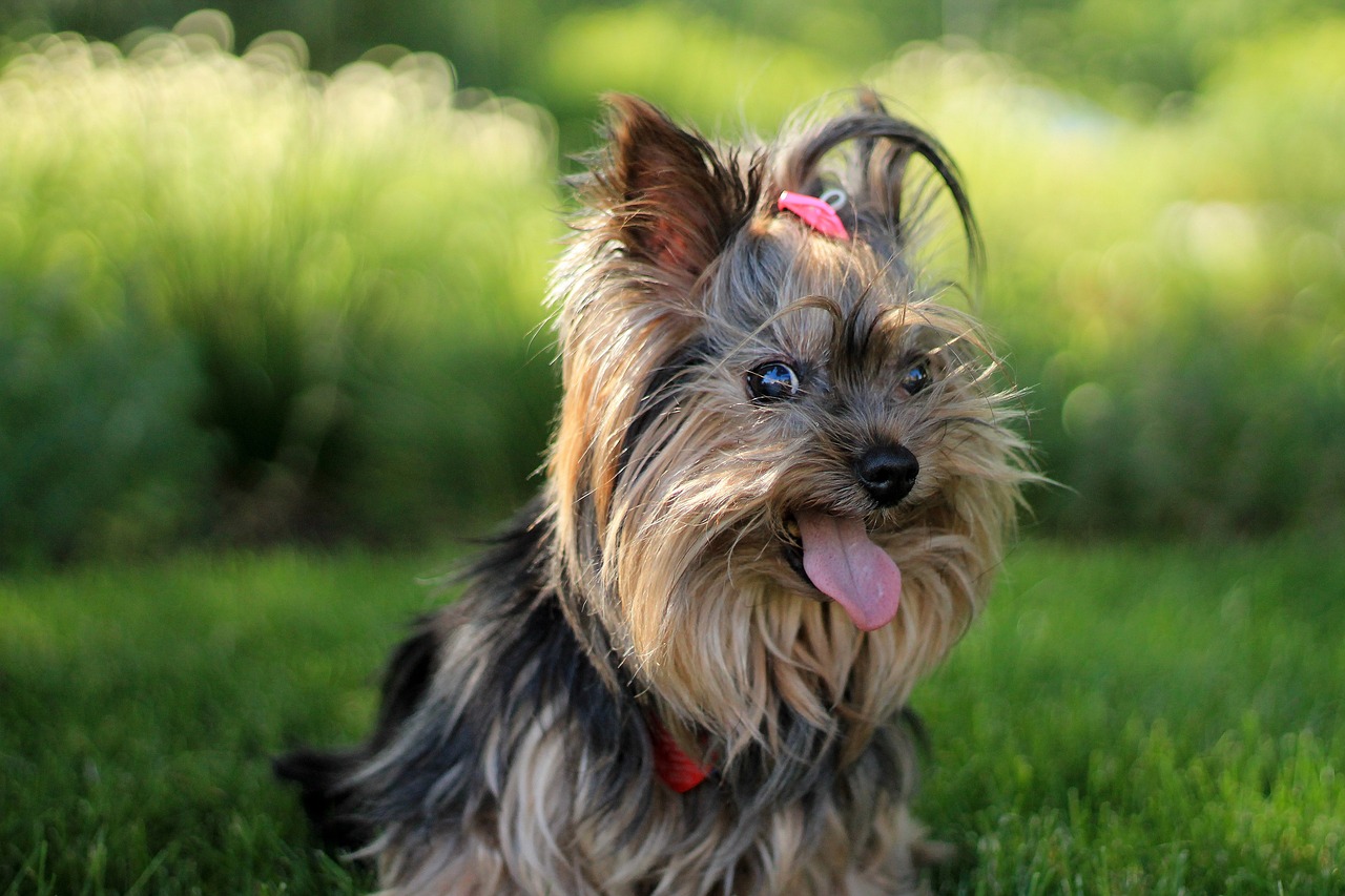 The Unique Traits of the Glen of Imaal Terrier